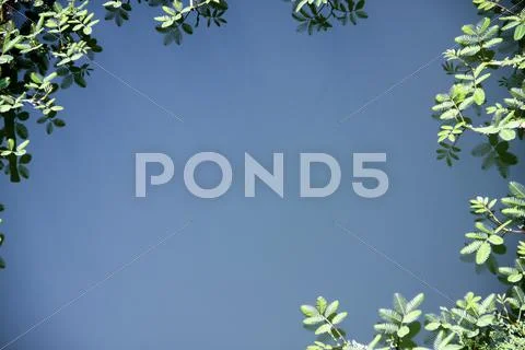 Mimosa growing in water Stock Photos