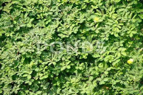 Mimosa growing in water Stock Photos