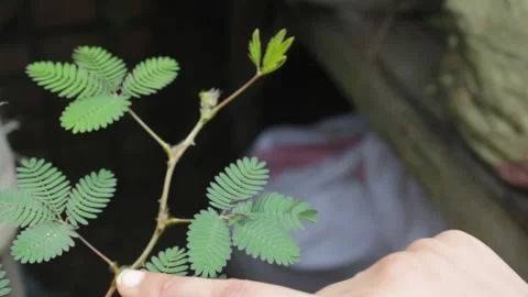 Mimosa herbs sensitive to touch 스톡 동영상 161113635