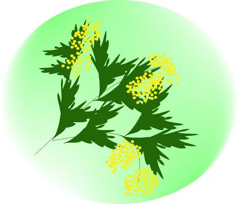 Mimosa Stock Illustration