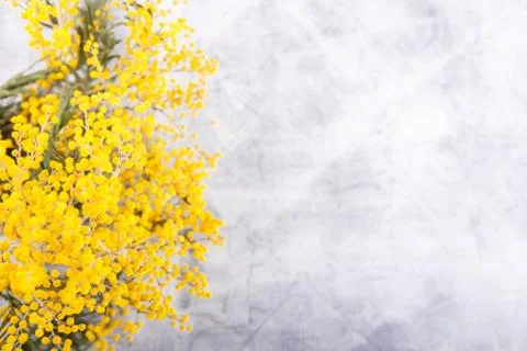 Mimosa in jar on table 写真素材