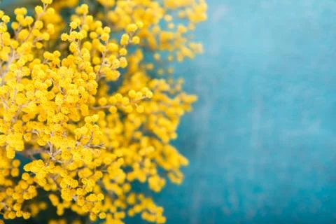 Mimosa in jar on table Stock Photos