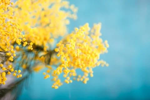 Mimosa in jar on table Stock Photos