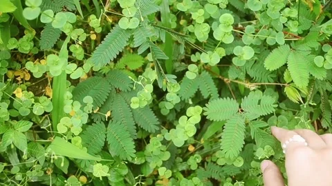 Mimosa Leaf Stock Footage 169015381