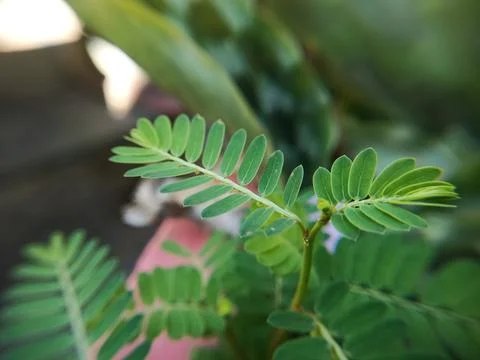 Mimosa leaf Stock Photos