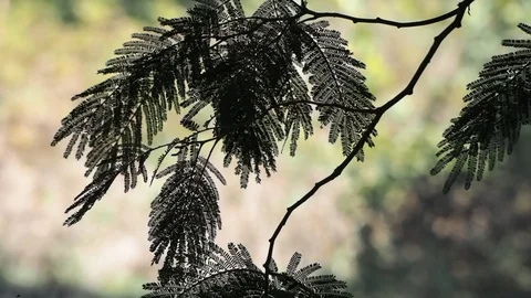 Mimosa leaves in the breeze Stock Footage 116993410