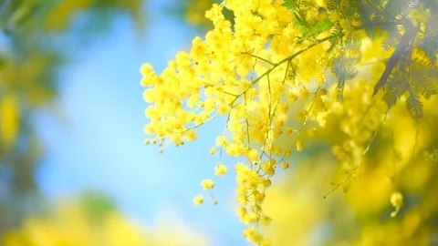 Mimosa. Mimosa Spring Flowers Easter background. Blooming mimosa tree Stock Footage 105037959