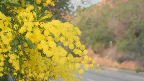 Mimosa. Mimosa Spring Flowers Easter background. Blooming mimosa tree. Stock Footage 235985077