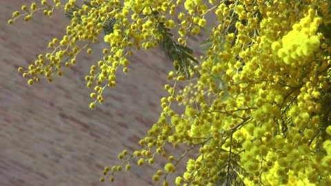 Mimosa - Mimosa tree Stock Footage 234920304
