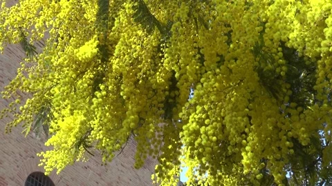 Mimosa - Mimosa tree Stock Footage 234920378