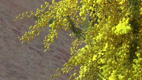 Mimosa.  Mimosa tree Stock Footage 234920461