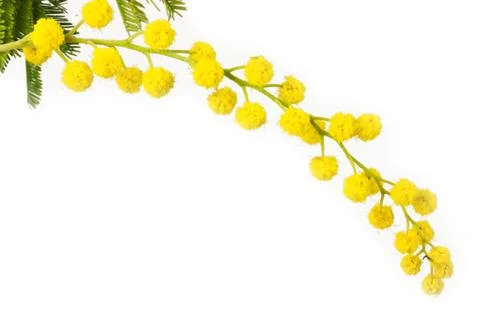 Mimosa Stock Photos