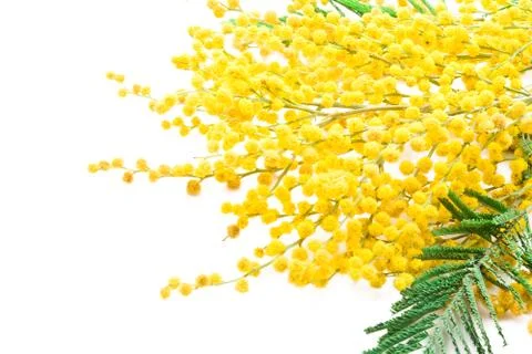 Mimosa Stock Photos