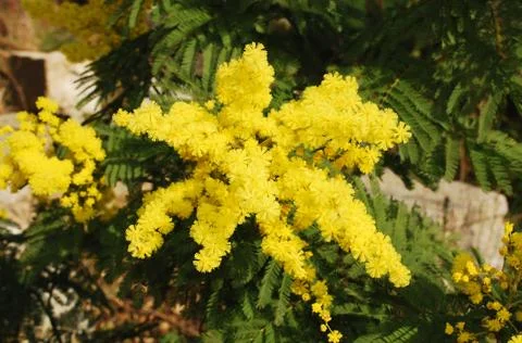 Mimosa Foto stock