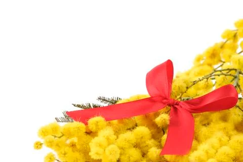 Mimosa Stock Photos