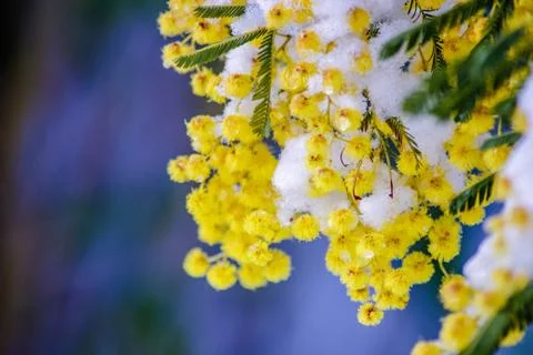 Mimosa Stock Photos