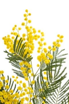 Mimosa Stock Photos