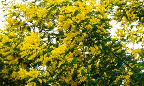 Mimosa Stock Photos