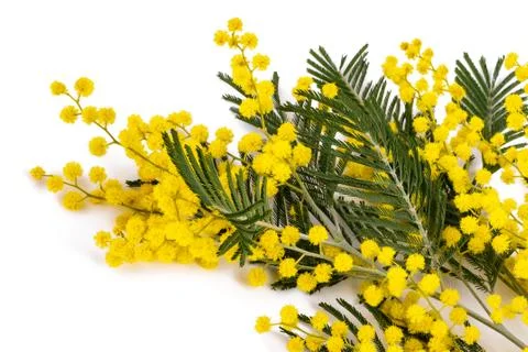 Mimosa Stock Photos