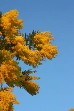 Mimosa Stock Photos