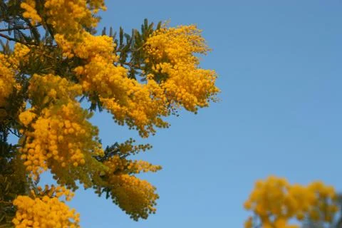 Mimosa Foto stock