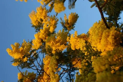 Mimosa Stock Photos