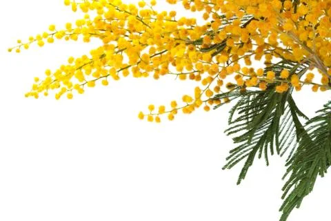 Mimosa Stock Photos
