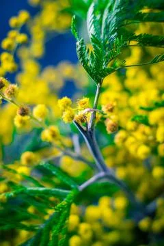 Mimosa Stock Photos