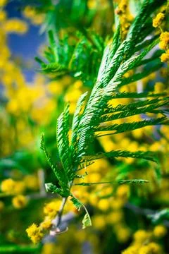 Mimosa Stock Photos