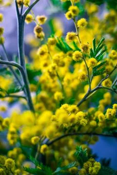 Mimosa Stock Photos