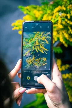 Mimosa Stock Photos