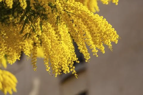 Mimosa Stock Photos