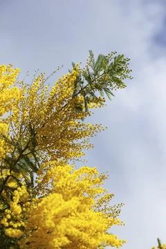 Mimosa Stock Photos