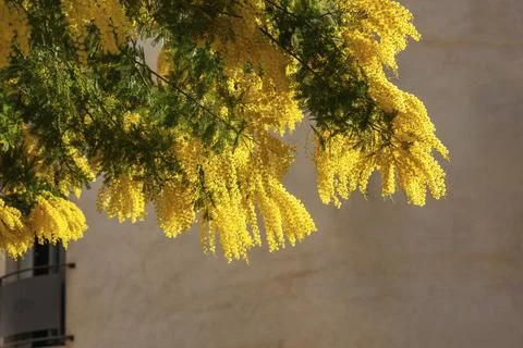 Mimosa Stock Photos