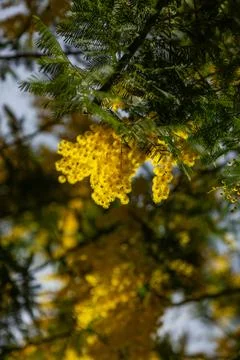 Mimosa Stock Photos