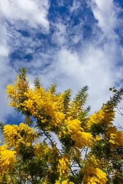 Mimosa Stock Photos