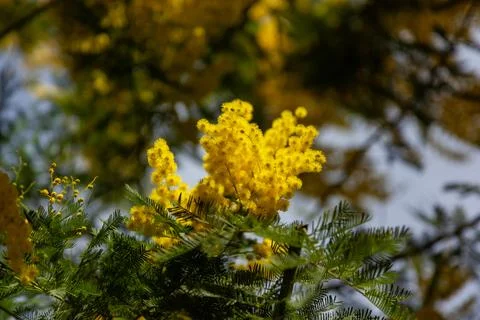 Mimosa Stock Photos