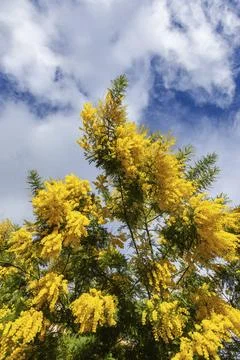 Mimosa Stock Photos