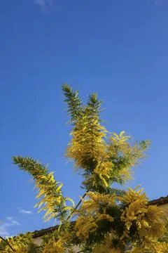 Mimosa Stock Photos