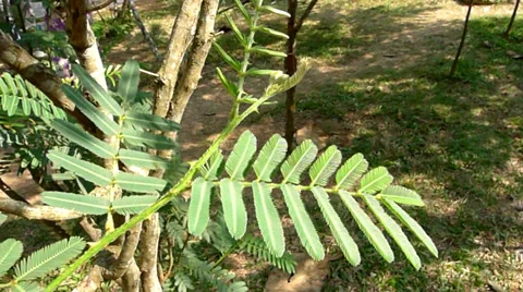 Mimosa pigra Linn leaf Stock Footage 35852404