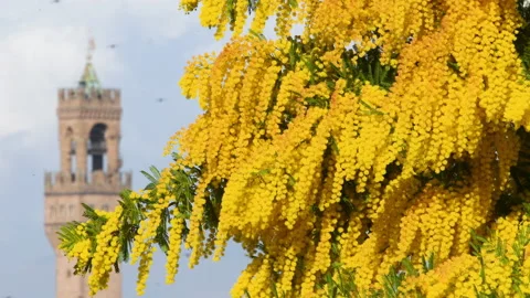 Mimosa plant in bloom in front of the Palace of the Town Hall, Florence Stock Footage 171532470