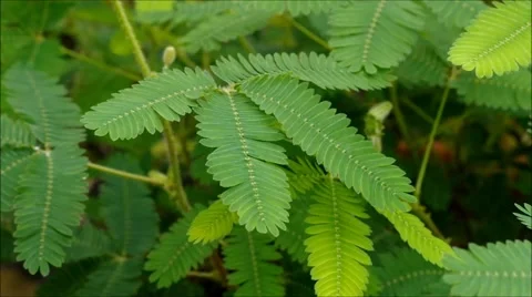 Mimosa plant Stock Footage 58326193