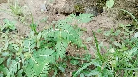 Mimosa Plant Stock Footage 300258154