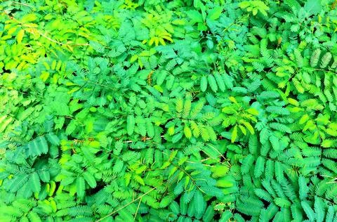 Mimosa plants Stockfoto's