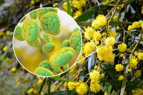 Mimosa pollen, close-up view Stock Illustration