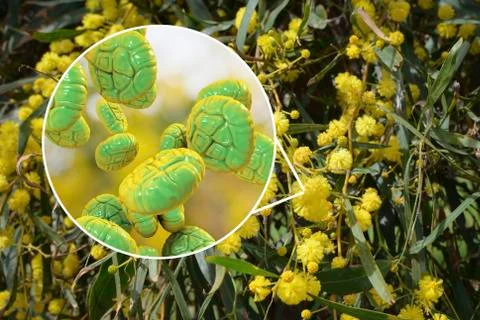 Mimosa pollen, close-up view Stock Illustration