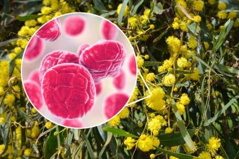 Mimosa pollen, close-up view Stock Illustration
