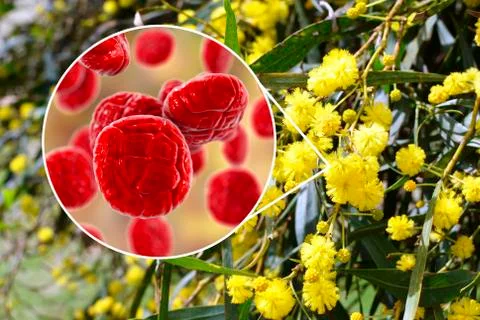 Mimosa pollen, close-up view Stock Illustration