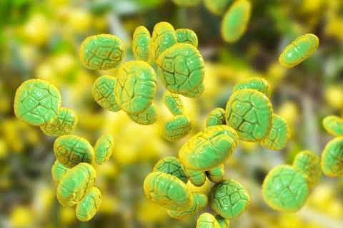 Mimosa pollen, close-up view Stock Illustration