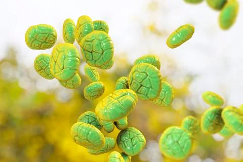 Mimosa pollen, close-up view Stock Illustration